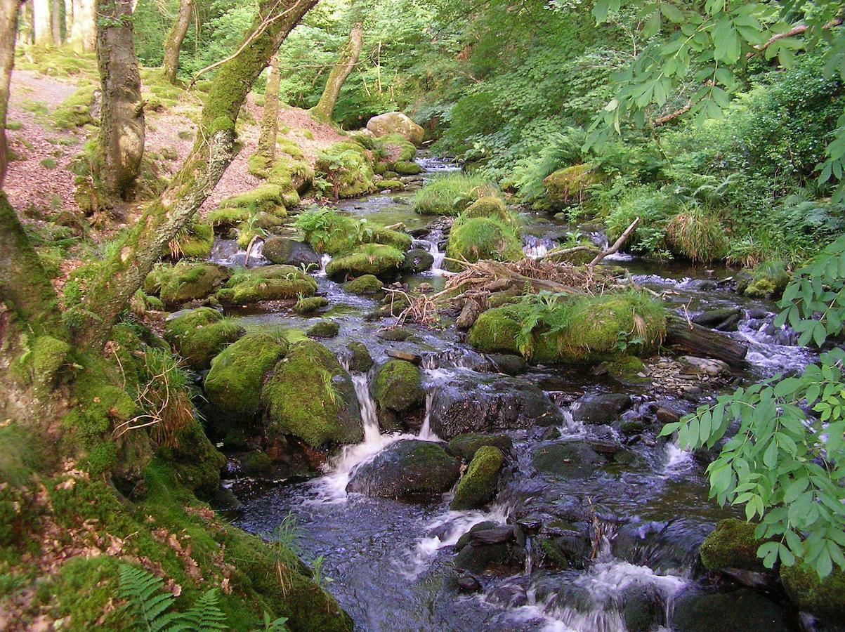 The Dolgoch Bed and Breakfast Bryn-crug Εξωτερικό φωτογραφία